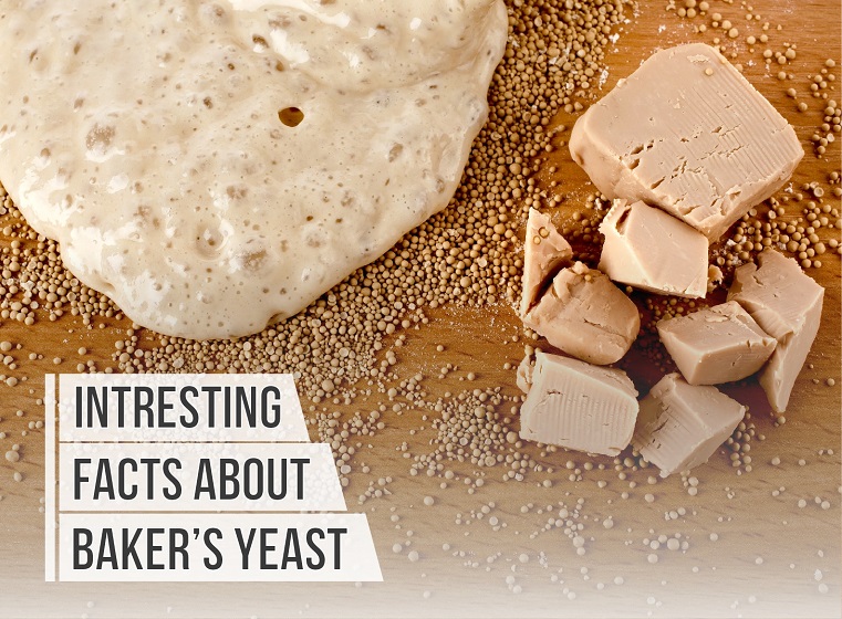 Interesting Facts About Baker's Yeast The Fresh Loaf